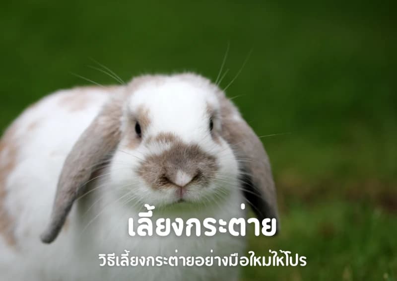 วิธีเลี้ยงกระต่ายอย่างมือใหม่ให้โปร