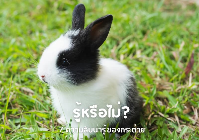รู้หรือไม่? 7 ความลับน่ารู้ของกระต่าย