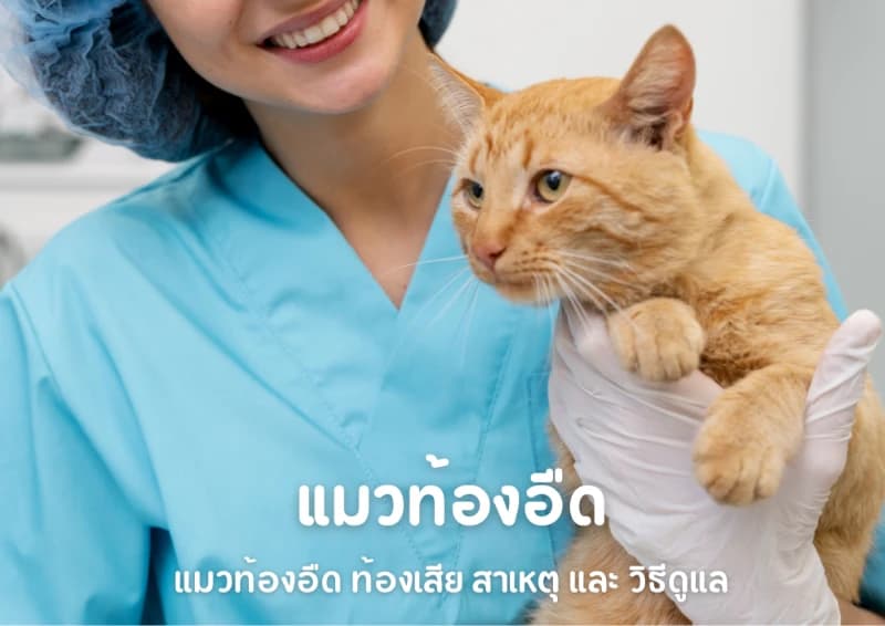 แมวท้องอืด ท้องเสีย สาเหตุ และ วิธีดูแล