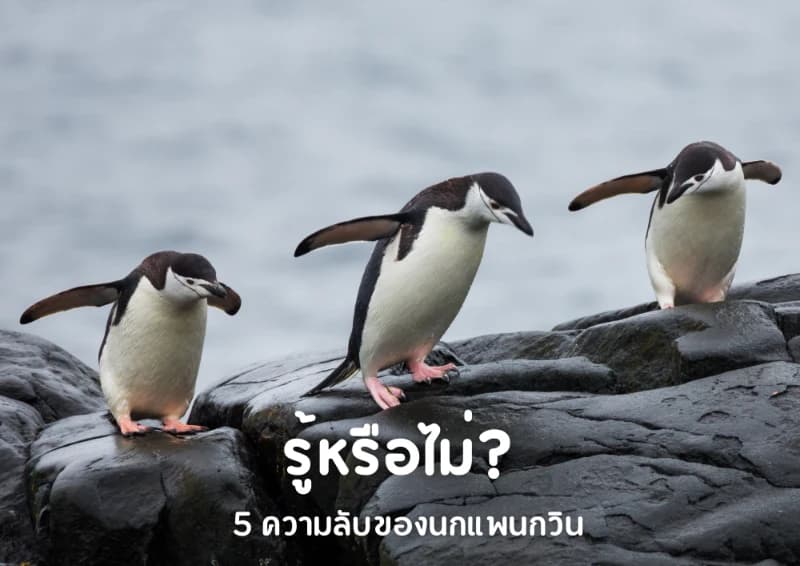 รู้หรือไม่? 5 ความลับของนกแพนกวิน